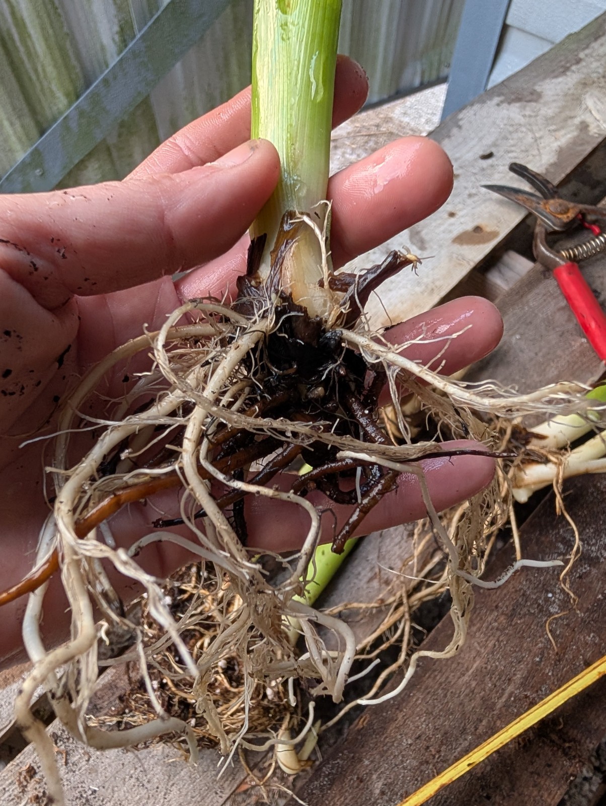 12 ROOTED KING HUMBERT CANNA LILY RHIZOMES Giant Tropical Orange Yellow 5-7FT