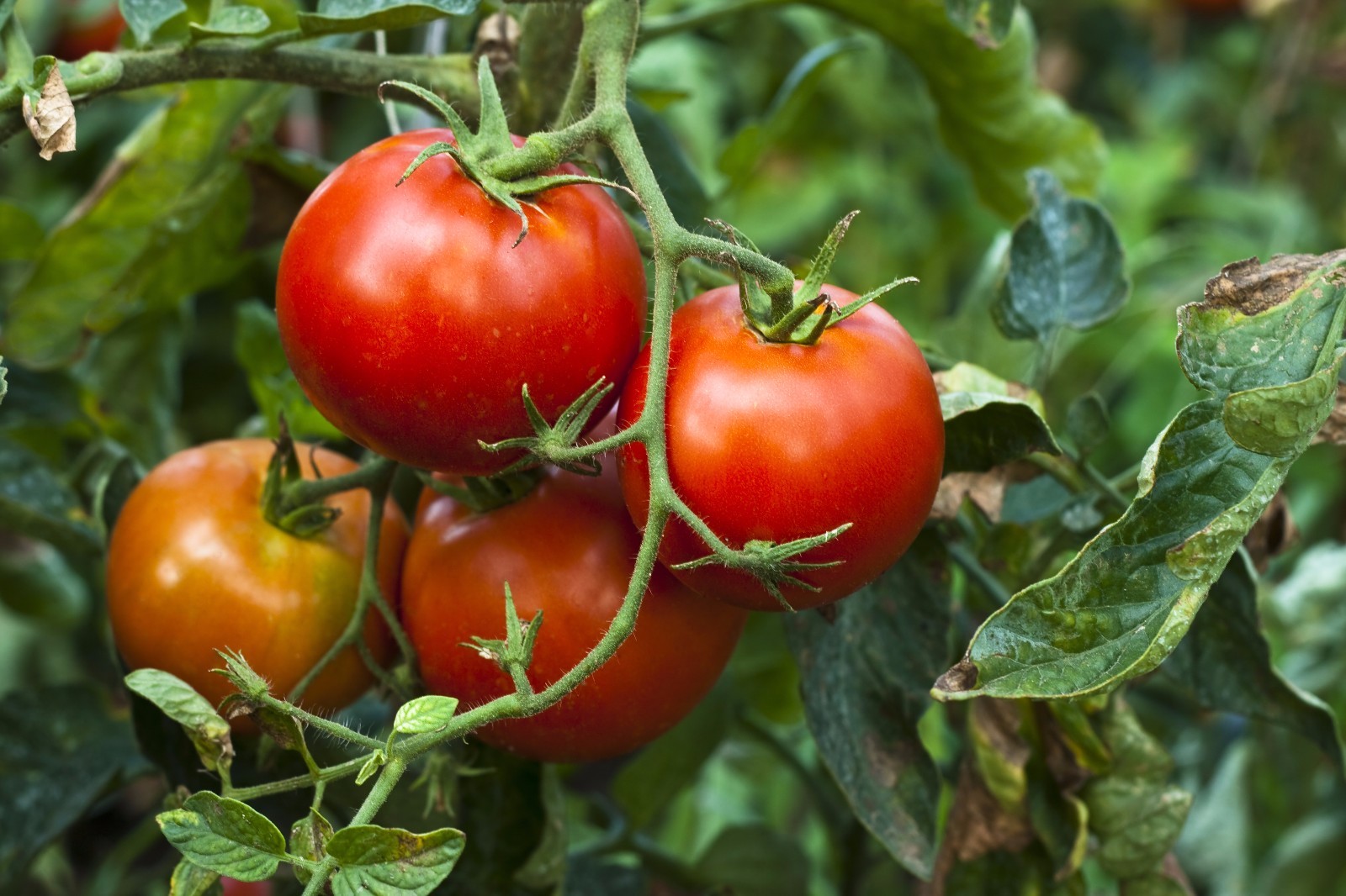 Marglobe tomato seeds non-gmo heirloom open pollinated