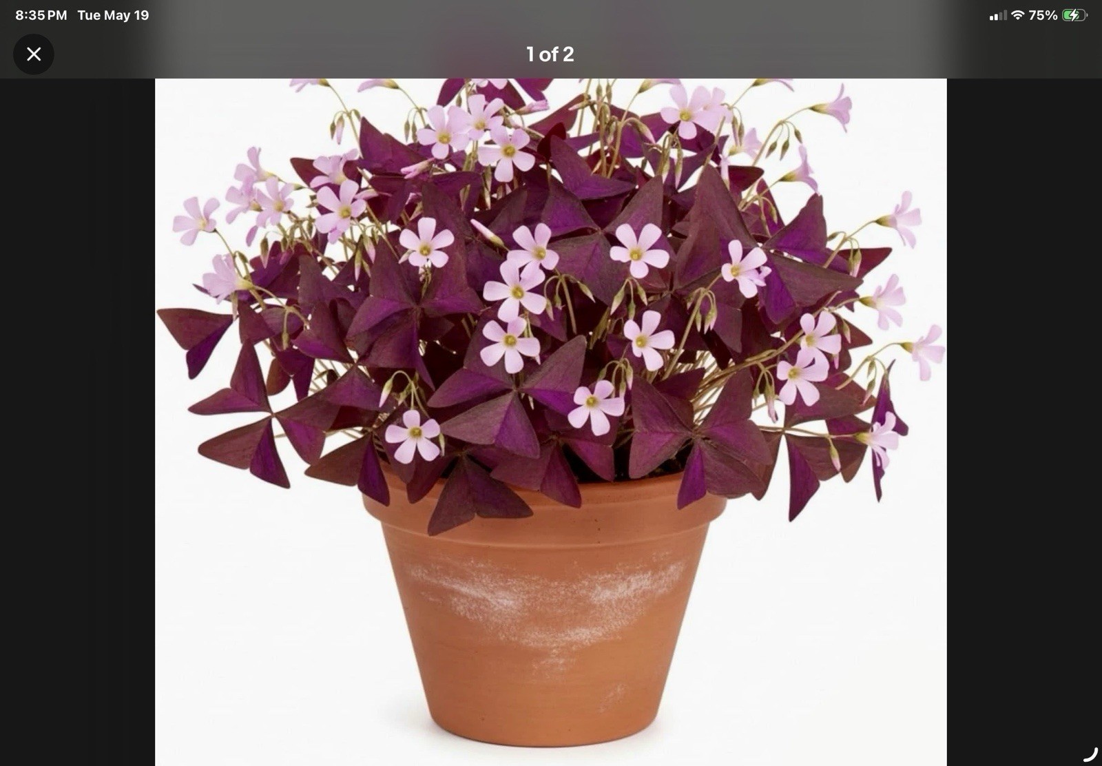 20pc Purple Shamrocks (Oxalis) Fresh Dug Tubers, indoor or Outdoor Planting