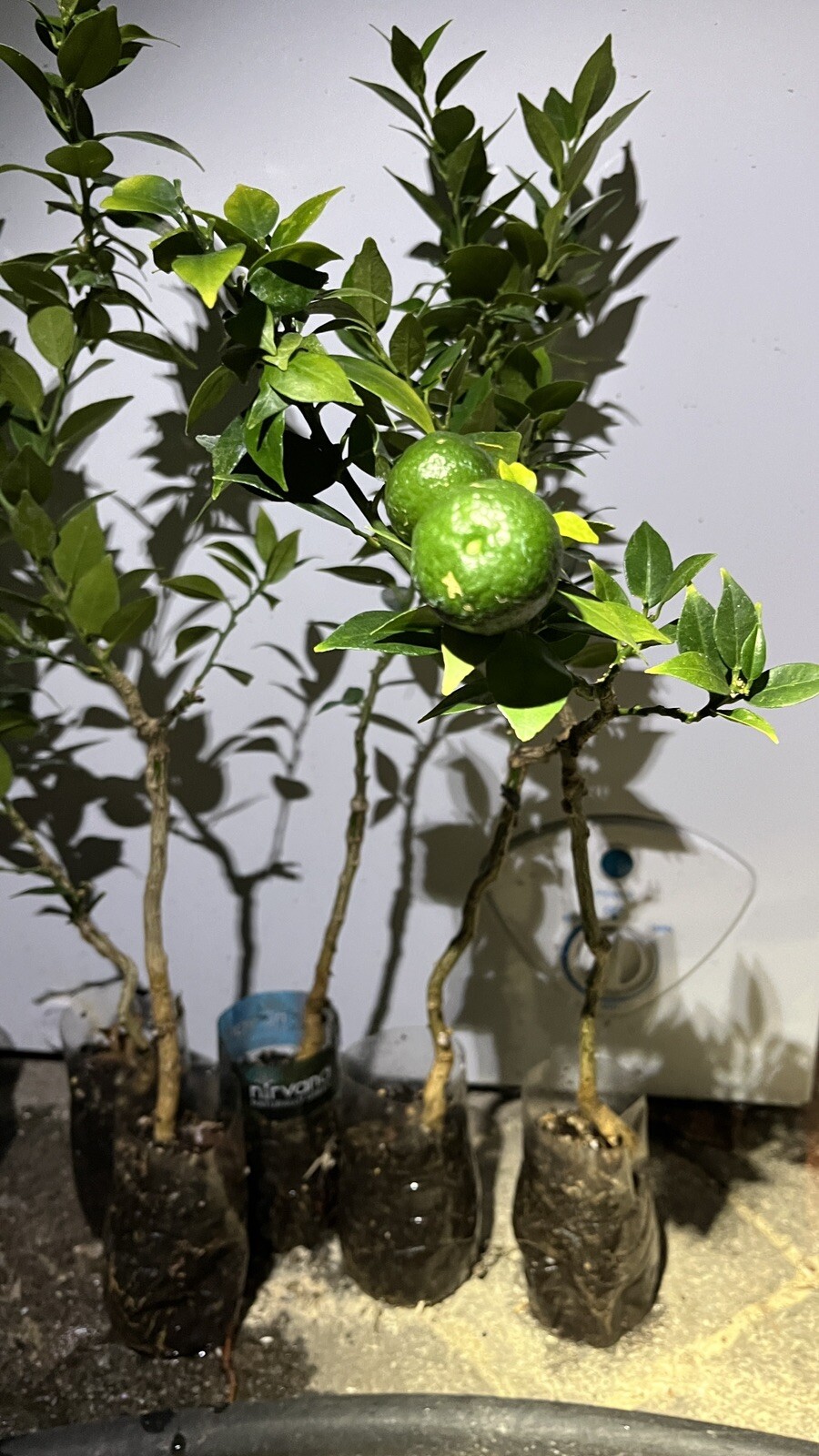 Myrtle Leaf Orange 14-20” tall (Citrus myrtifolia) Chinotto 2.5″ Pot Size