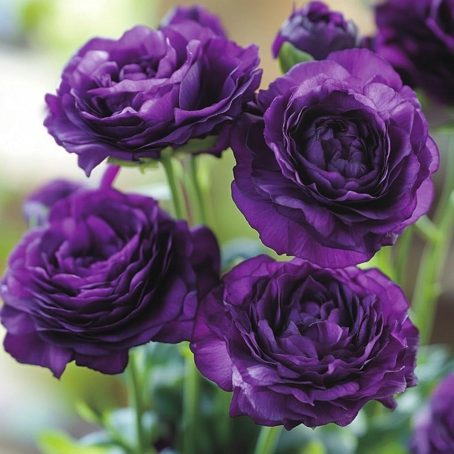 300+Mixed Lisianthus Flower Seeds for Planting Outdoor-Perennial Eustoma Cut Flo