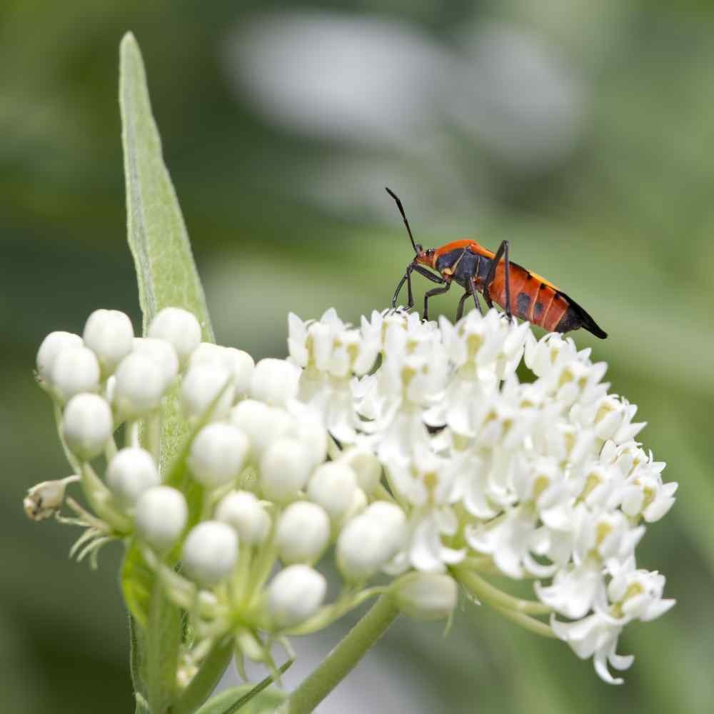 1000 Seeds Swamp Milkweed Seed – Asclepias Incarnata White Flower Seeds