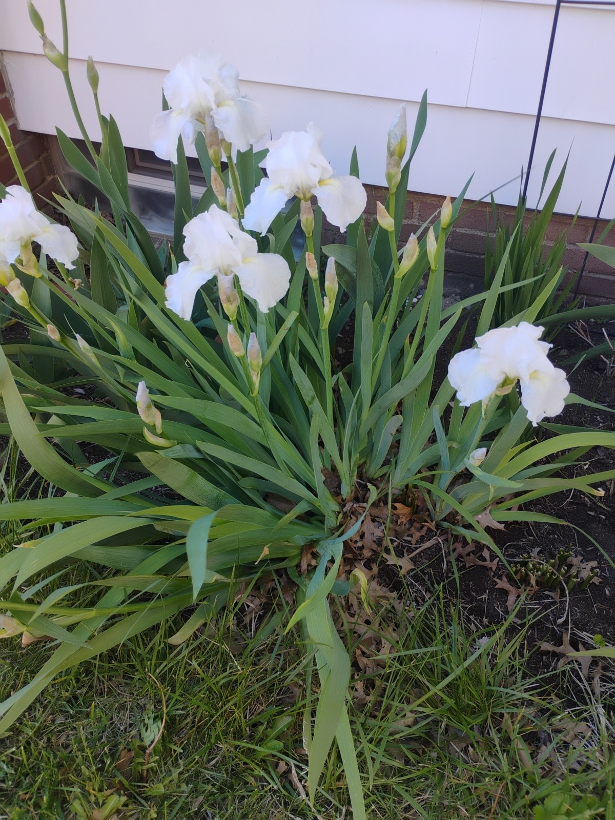 Tall White Bearded Iris 5 Rhizomes