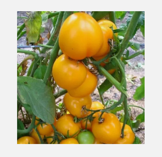Lemon Boy F2 Tomato Seeds – Non-GMO – Free Shipping