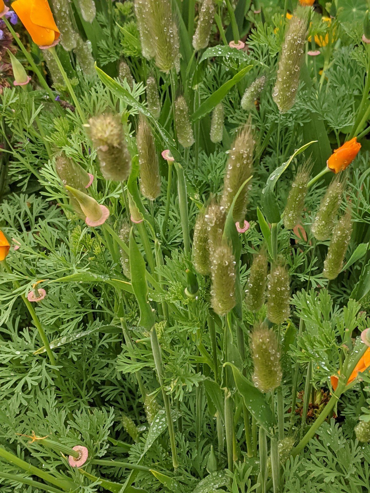 Bunny Tails Grass (200+ SEEDS) Lagurus ovatus Seeds. 2026 Crop. Grown In USA