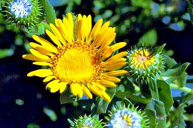 Puget sound gumweed, 200 seeds, Grindelia, medicinal herb, wildflower