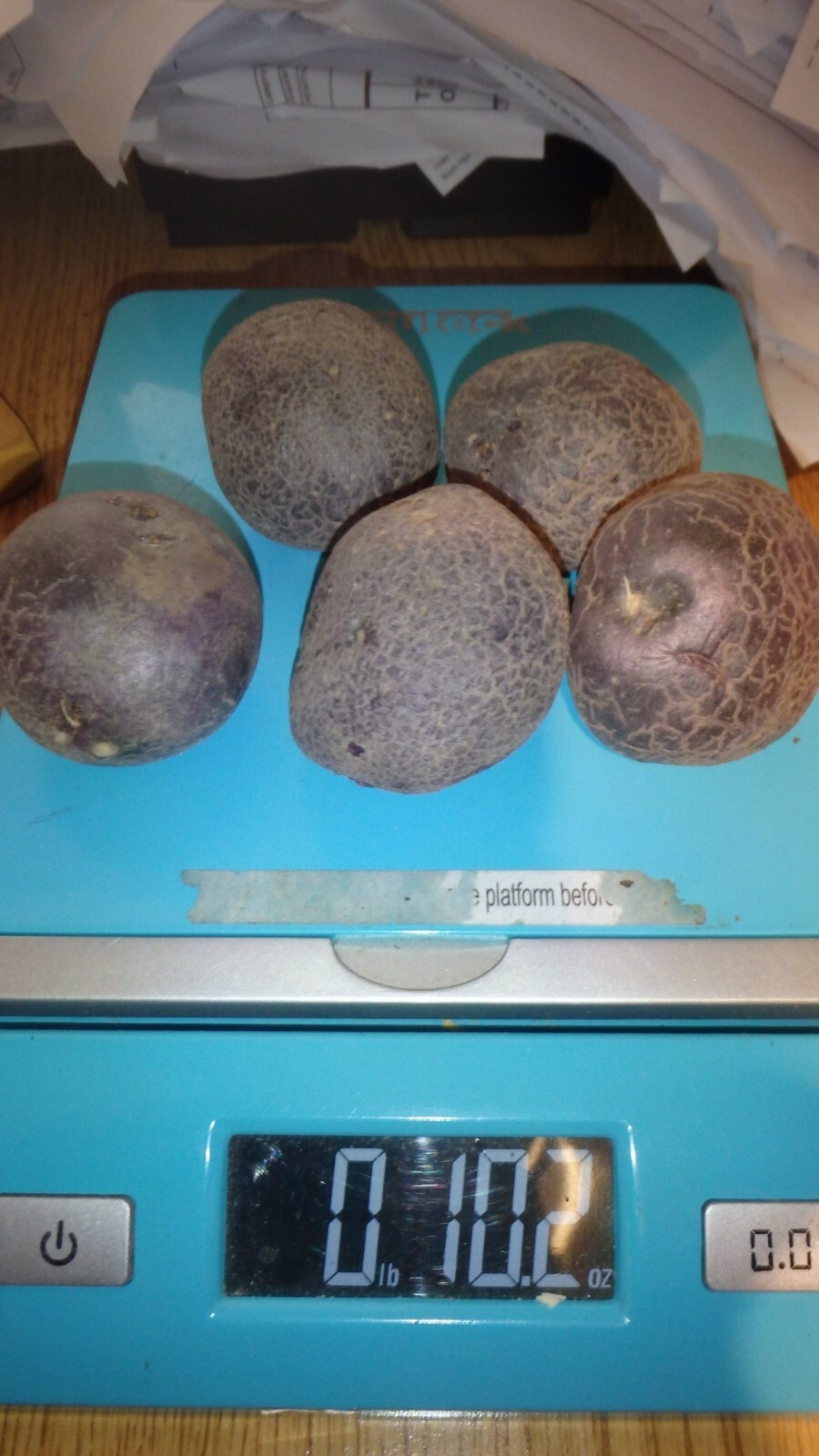 ORGANIC All Blue 5 Potato tubers, Purple Potato Solanum tuberosum Unique garden
