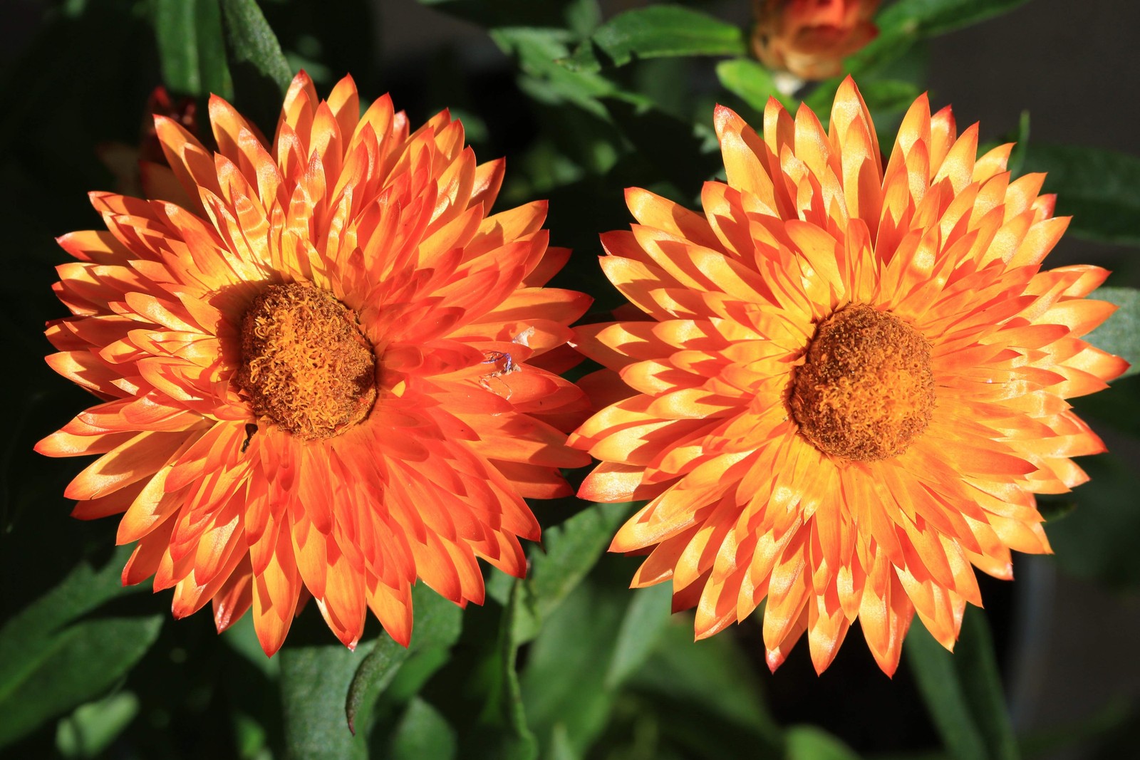 100 ORANGE DOUBLE STRAWFLOWER Helichrysum Monstrosum Flower Seeds