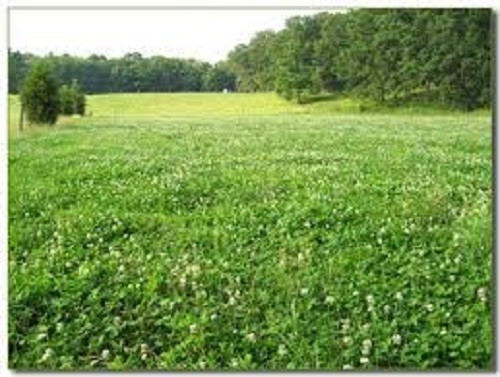 5 LBS WHITE DUTCH CLOVER SEED FOR LAWNS & GROUND COVER 800,000 SEEDS PER LB