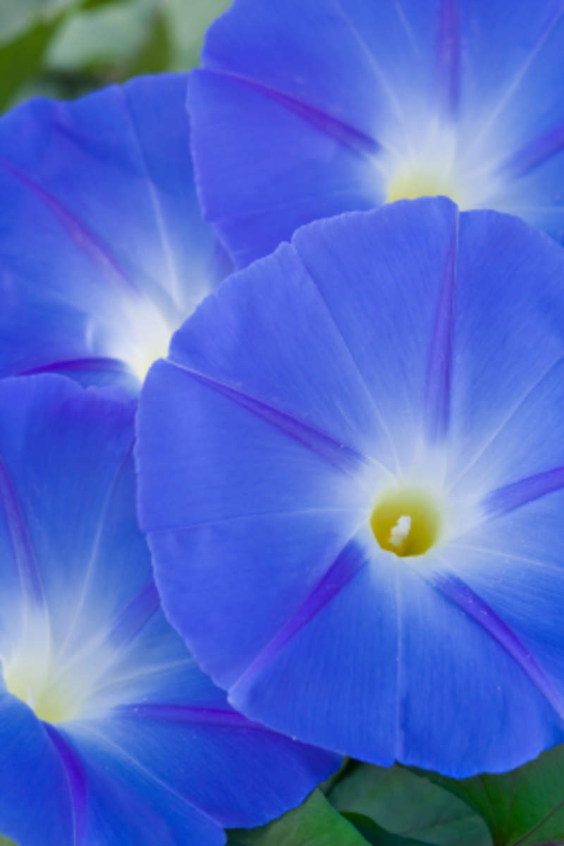 1-2000 PCS Morning Glory Heavenly Blue Seeds Grannyvine Ipomoea Flower Tree 0139