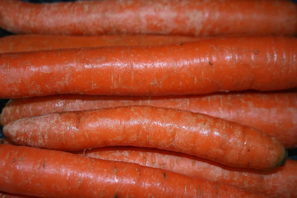 Tendersweet Carrot Seeds Fresh Heirloom Smooth, Sweet Flavor, Tender Deep Orange