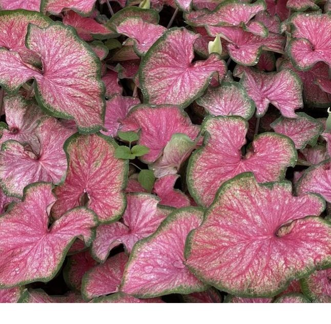 2ct. Caladium Pink Sky Bulbs