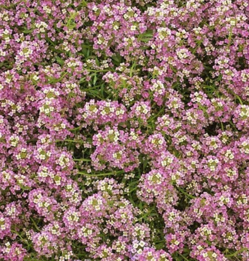 500+ Dwarf Pink Alyssum Seeds **Fresh Seeds* ~~Free Shipping~~