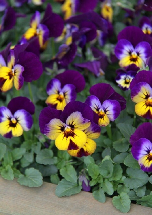 50 Viola Seeds Sorbet XP Midnight Glow