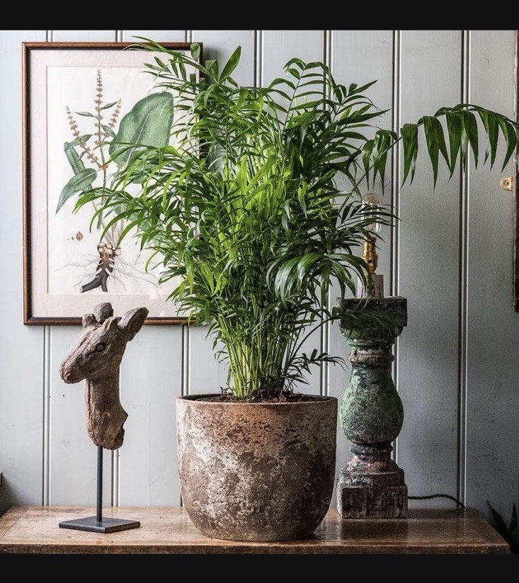 Parlor Palm Tree Seeds Chamaedorea elegans (Qty: 10) Houseplant NC Organic