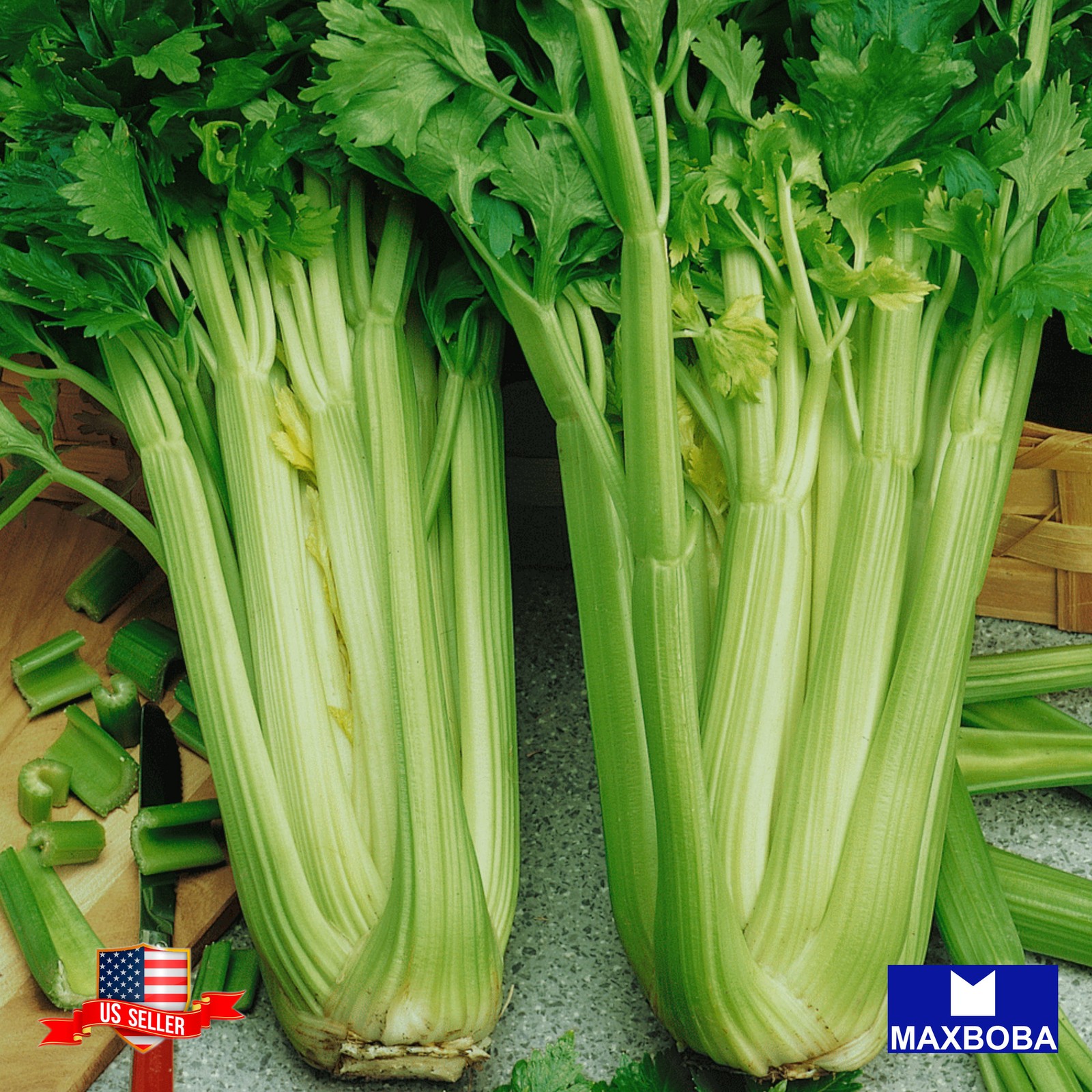 550 Utah 52-70 Celery Seeds -Non-GMO Heirloom Garden