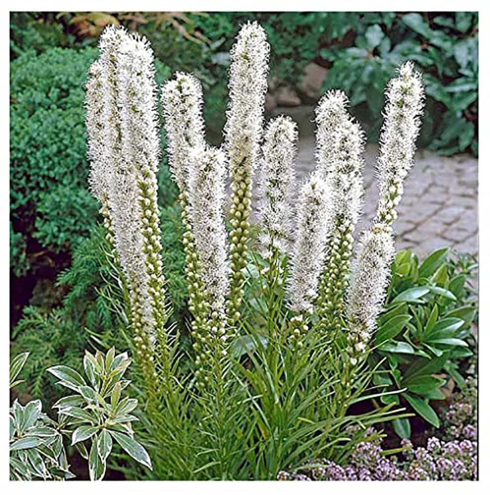 White Liatris Spicata – 10 Bulbs – Blazing Star – Largest Size Corms