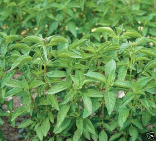 Basil Lime Great Garden Herb By Seed Kingdom 8,000 Seeds