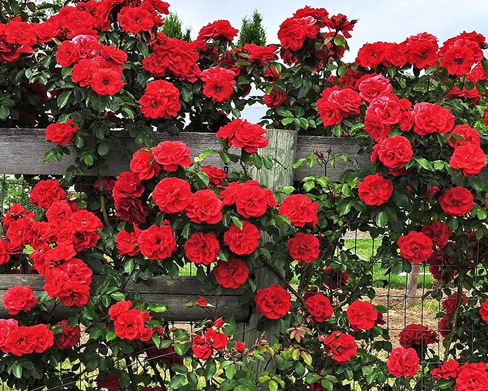 200+ Mix Climbing Rose Seeds for Planting Outdoors