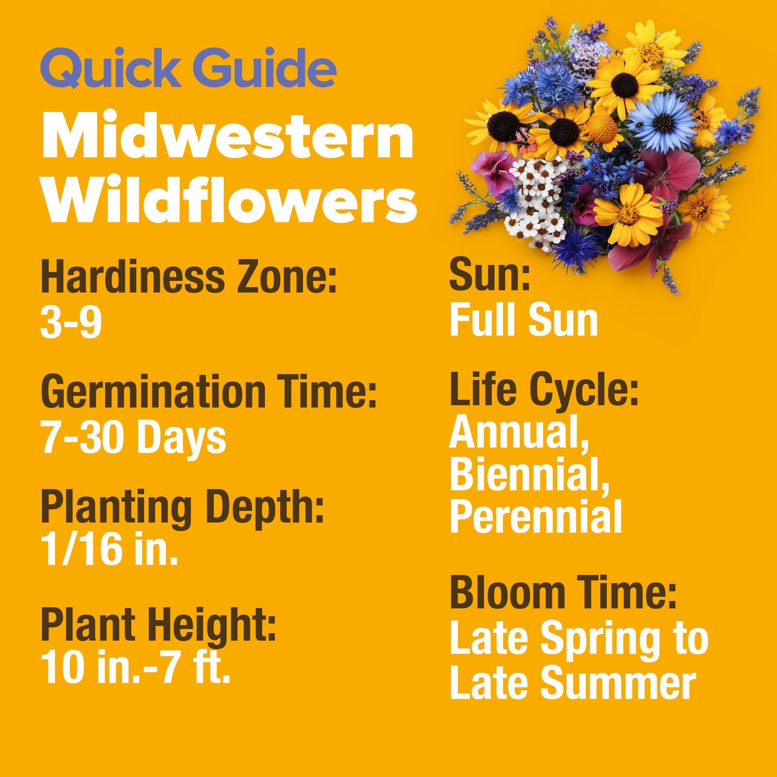 65000 Wildflower Seeds Heirloom Perennial Mix Midwest 4 oz Attracts Bees