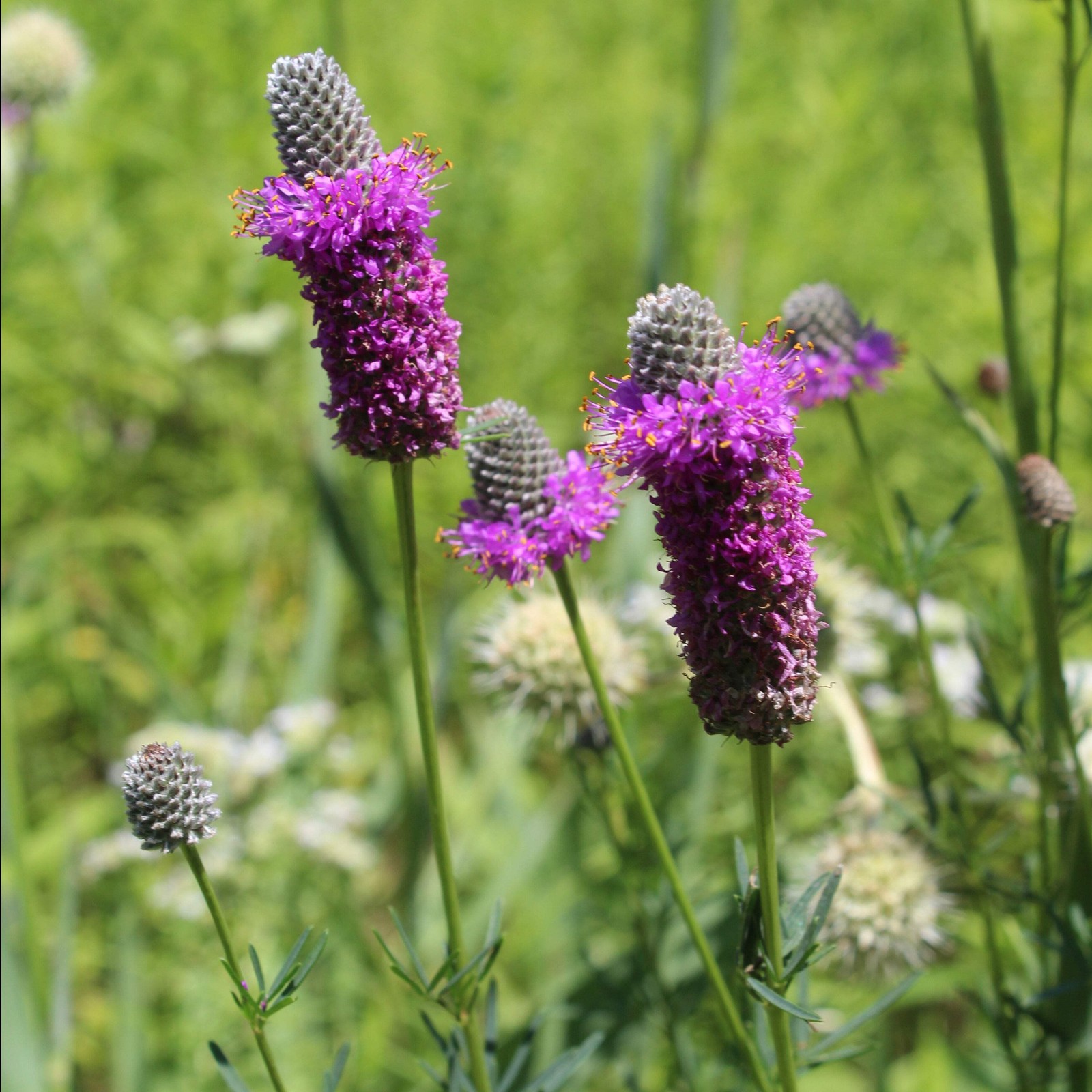 Purple Prairie Clover Seed (Dalea purpurea) ~Native Wildflower Pollinator Garden