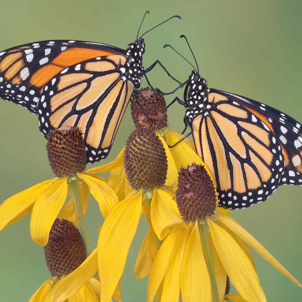 200 Seeds Echinacea Paradoxa Drought Tolerant Xeriscaping Yellow Coneflower