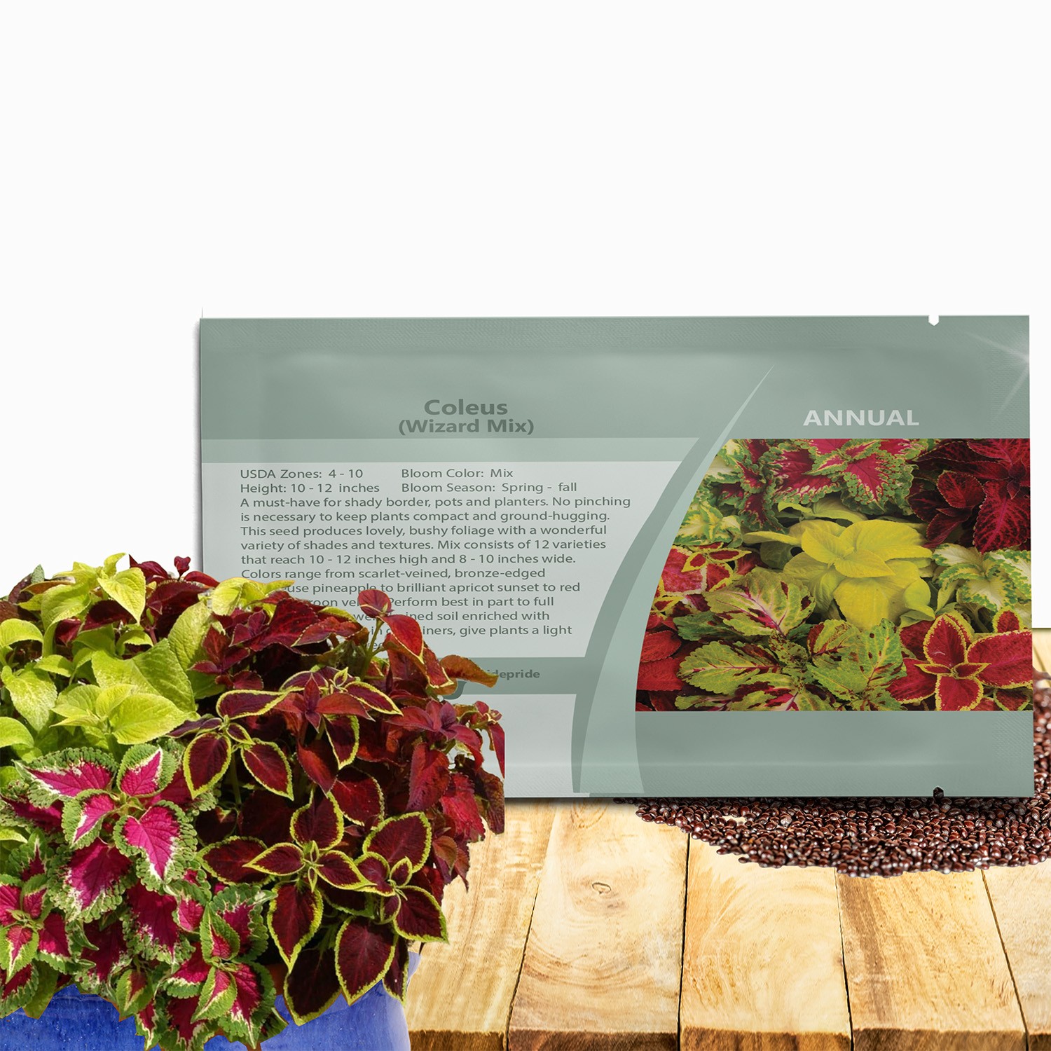 200 Seeds Coleus Seeds – Wizard Flower Seed Mix – Shade Garden Plants