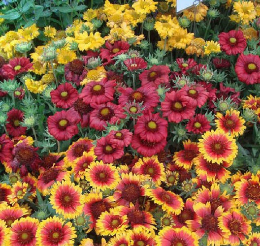 Gaillardia Arizonia APRICOT YELLOW RED Flowers 150 Seeds of MIXED COLORS Non-GMO