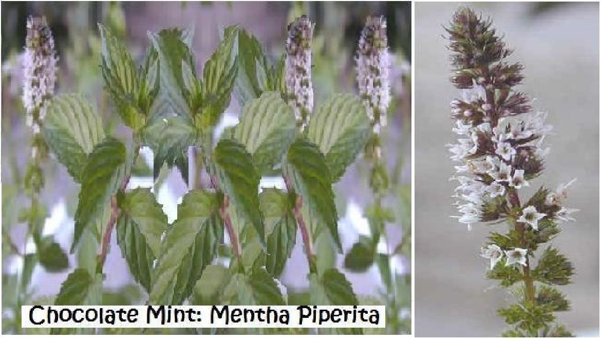 Chocolate Mint Herb Plant 25 Seeds USA Seller USA Seller Home Grown