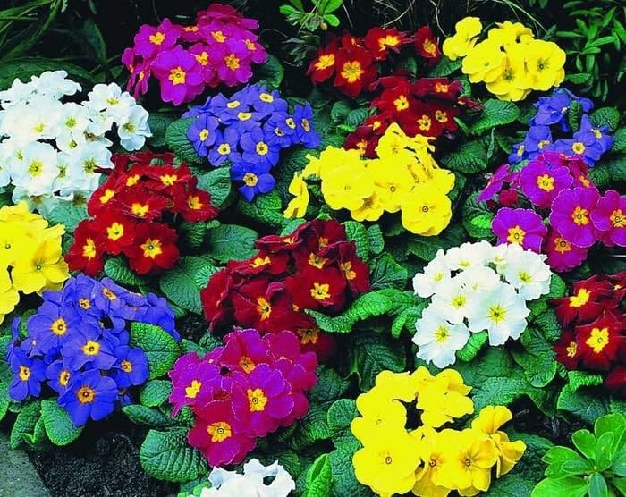 – Seeds Evening Primrose Garden Mix Primula Perennial Flowers for Planting