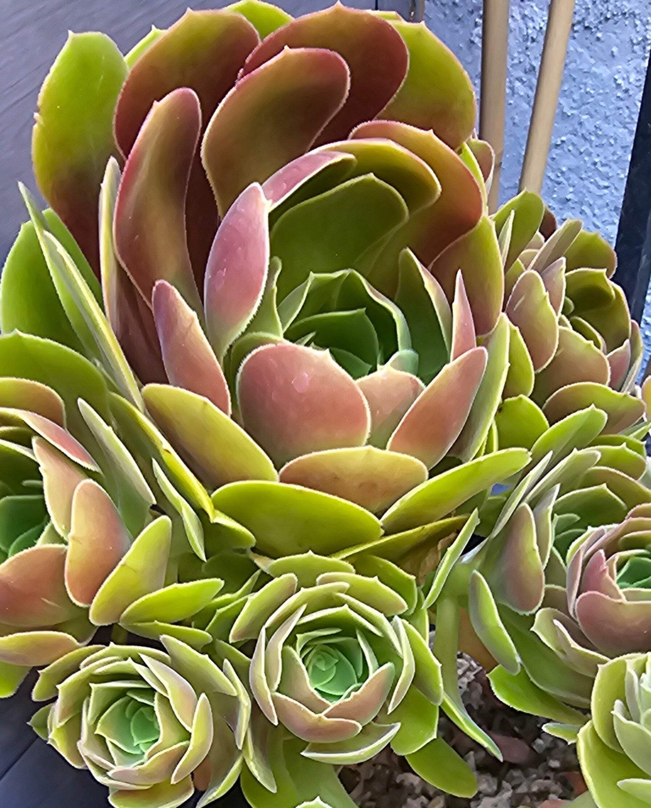 🌹✨ Aeonium Blushing Beauty Cuttings – The Rosy Charmer Your Garden’s Been Flirt