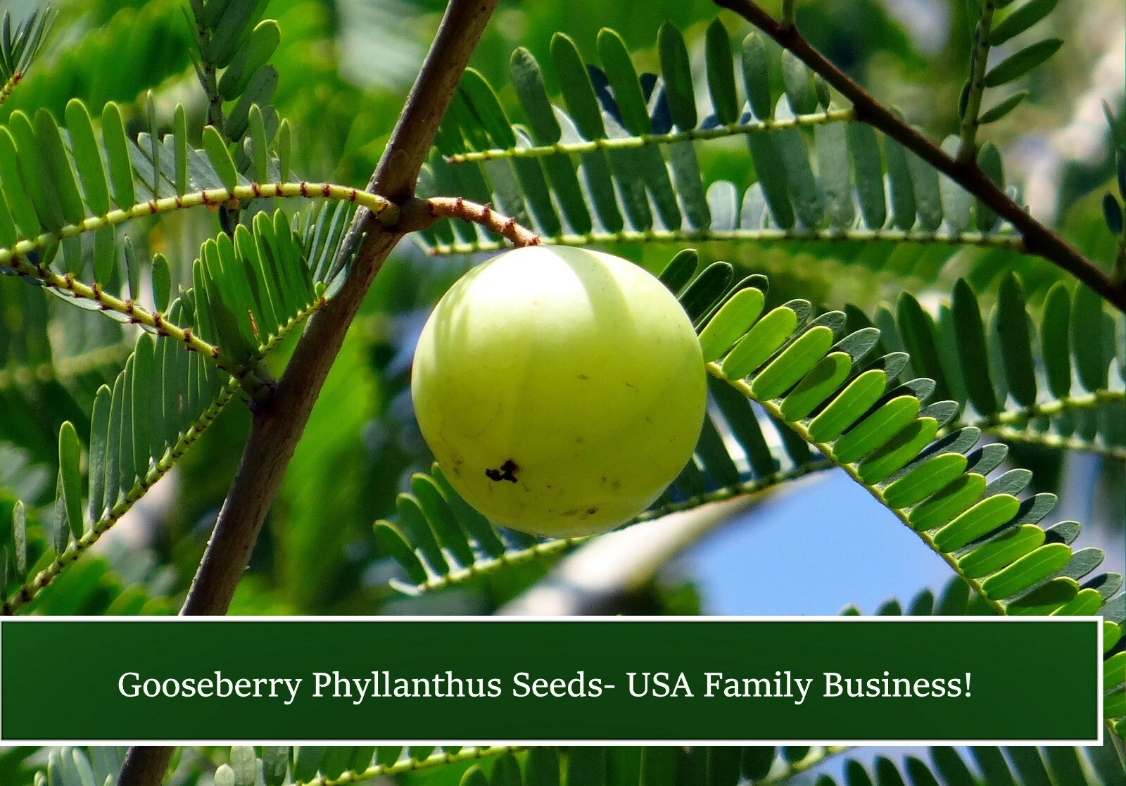 Tropical Seeds -Indian Gooseberry – 10 Seeds – Phyllanthus emblica