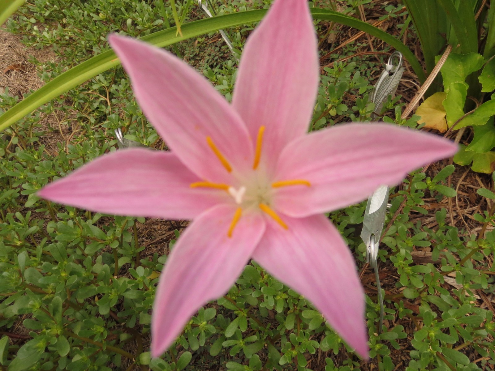 Rain Lily, Zephyranthes macrosiphon John Fellers, 1 bulb, NEW, RARE, habranthus
