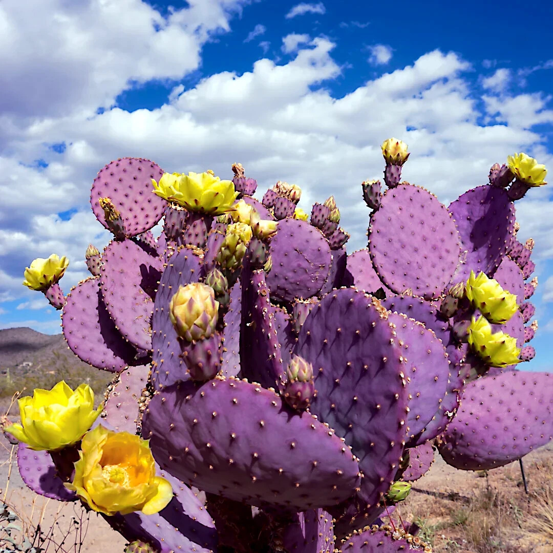 10 Purple Cactus (Opuntia santarita) Prickly Pear Fruit Rare, Fast, Hardy-Zone 7