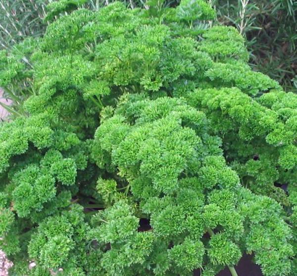 PARSLEY SEED, MOSS CURLED, HEIRLOOM, NON GMO, 500 SEEDS, PARSLEY SEEDS
