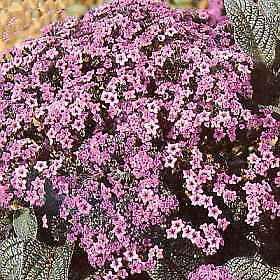 Heliotrope Mini Marine 500 seeds
