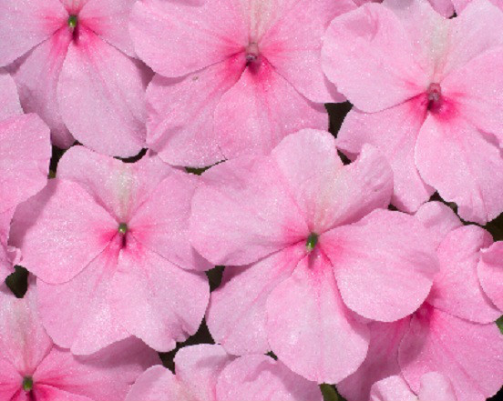 50 Impatiens Seeds Logro Pink Flower Seeds