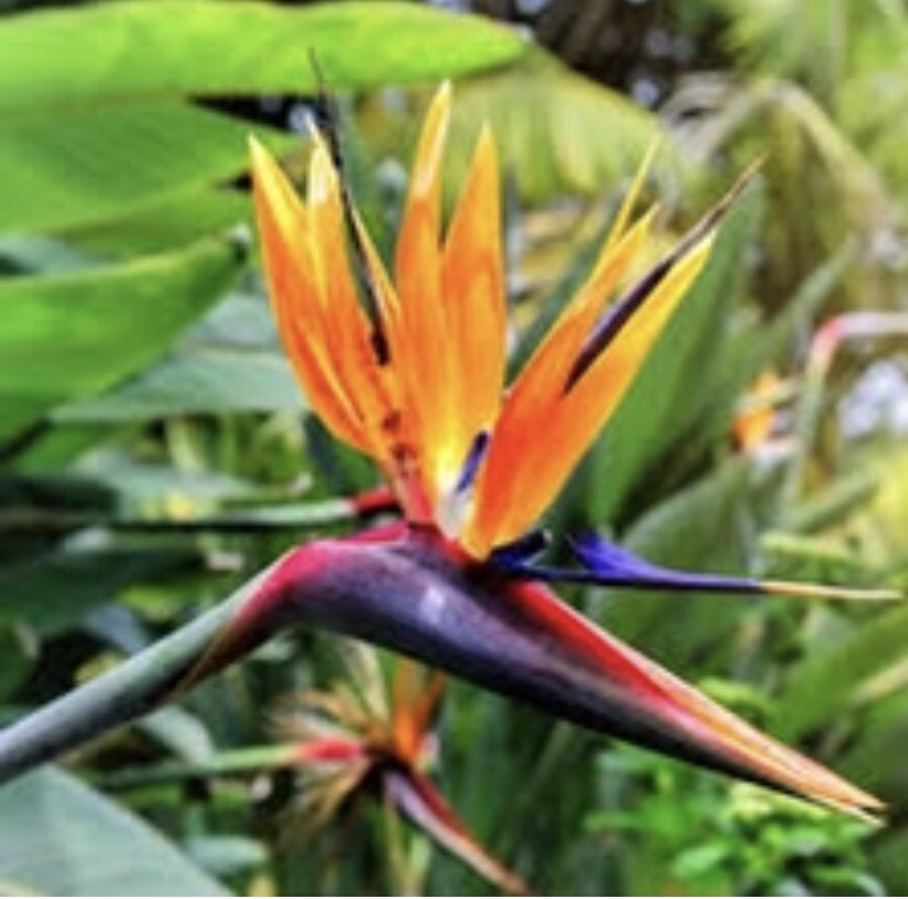 Bird Of Paradise, Crane Flower – 20 Seeds 2024 – USA