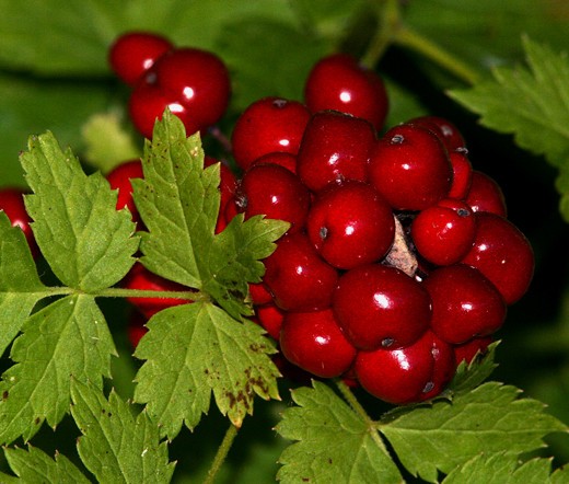 BANEBERRY RED Actaea Rubra – 10 Seeds