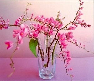 Rare Pink Coral Vine Chain of Love Seeds ~ Antigonon Leptopus ~ Heart Shaped