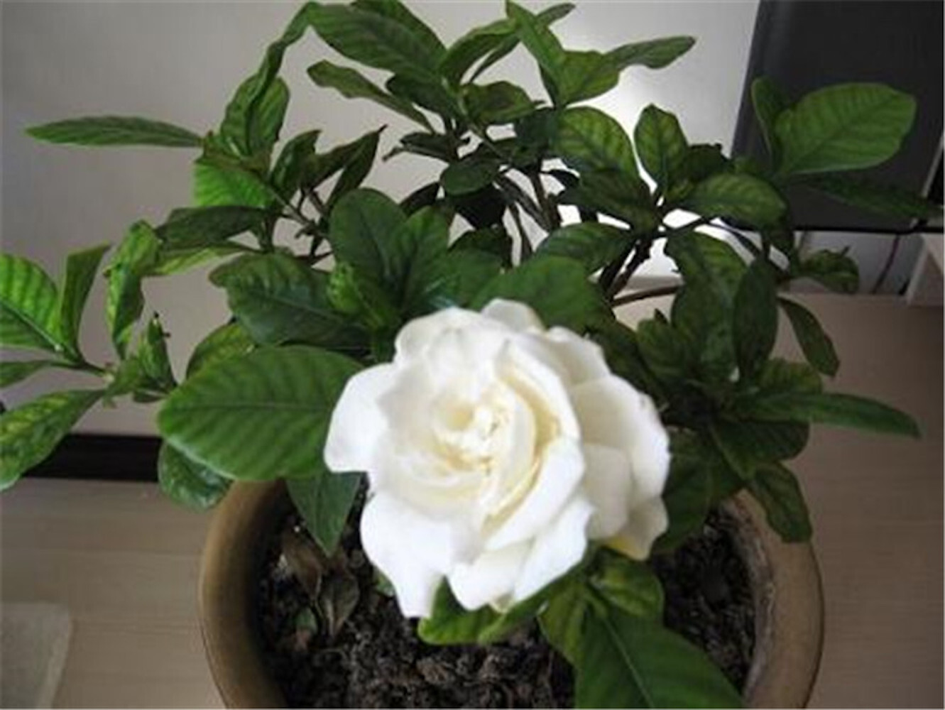 20 EXOTIC RARE GARDENIA SEEDS for garden flower beds plant bush USA SELLER USPS