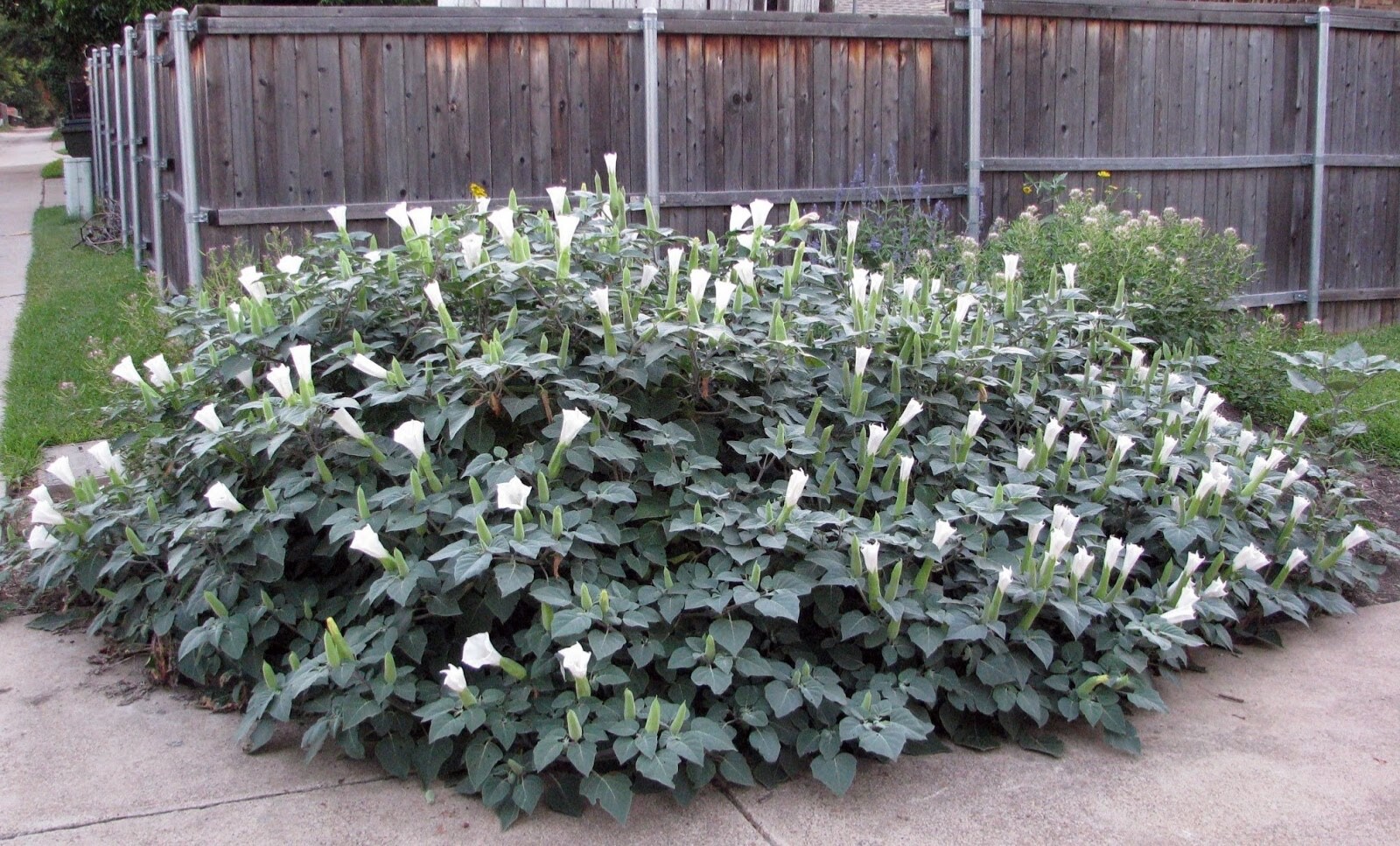 White Angel Trumpet Datura Seeds 50