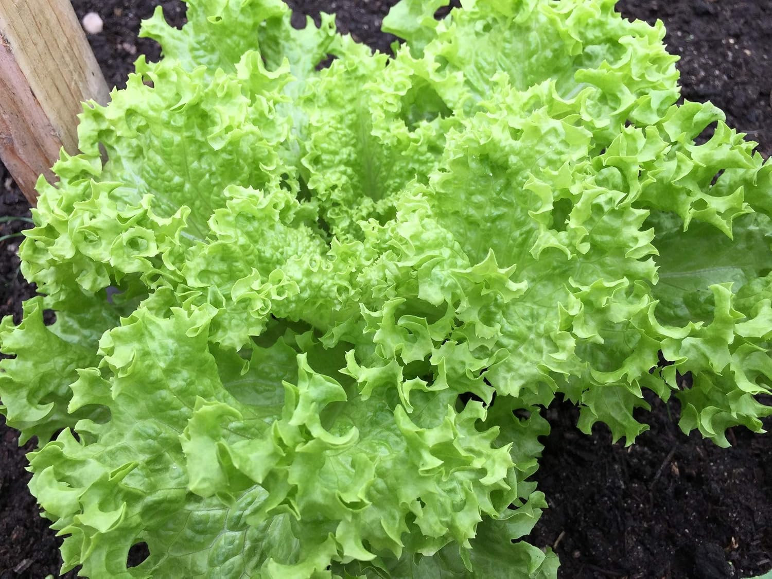 Frisee Salad Green – Endive Seeds “Green Curled Ruffec” Aka Italian Dandelion Gr