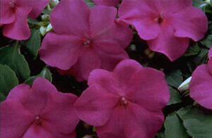 Impatiens Super Elfin Lilac 500 seeds