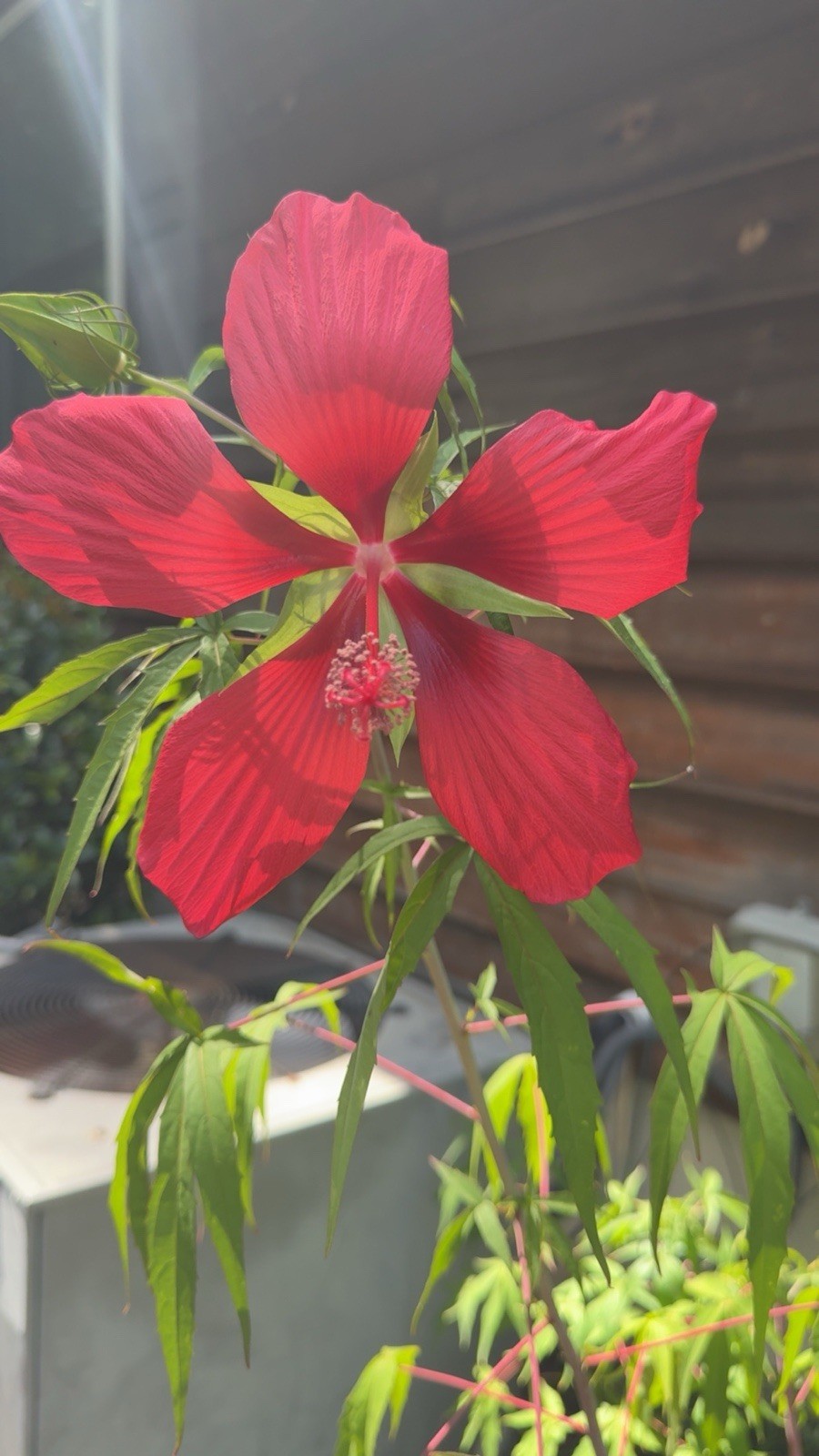 Texas Star Scarlet Red Rose Mallow Hardy Hibiscus Coccineus Native 15 SEEDS