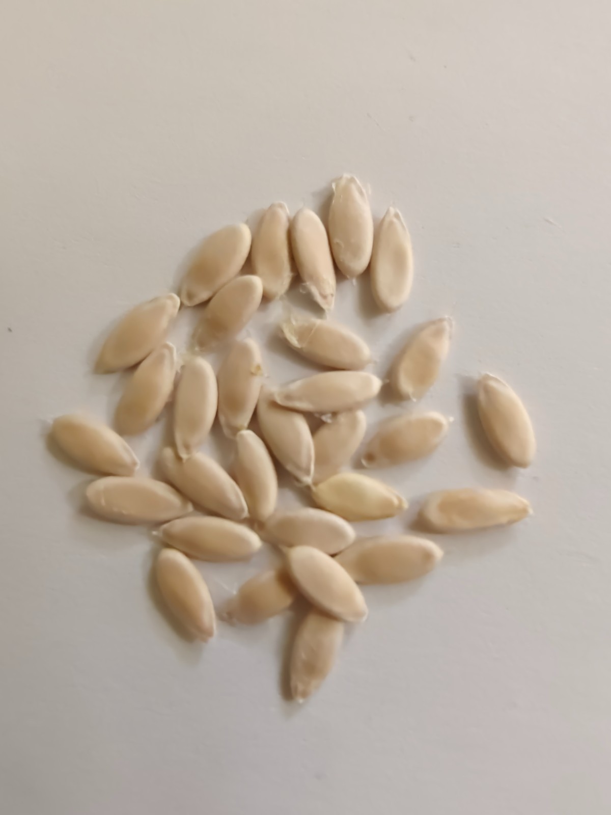 20+ White Sweet Melon /oriental melon/Cucumis melo Seeds 甜瓜/香瓜 2025