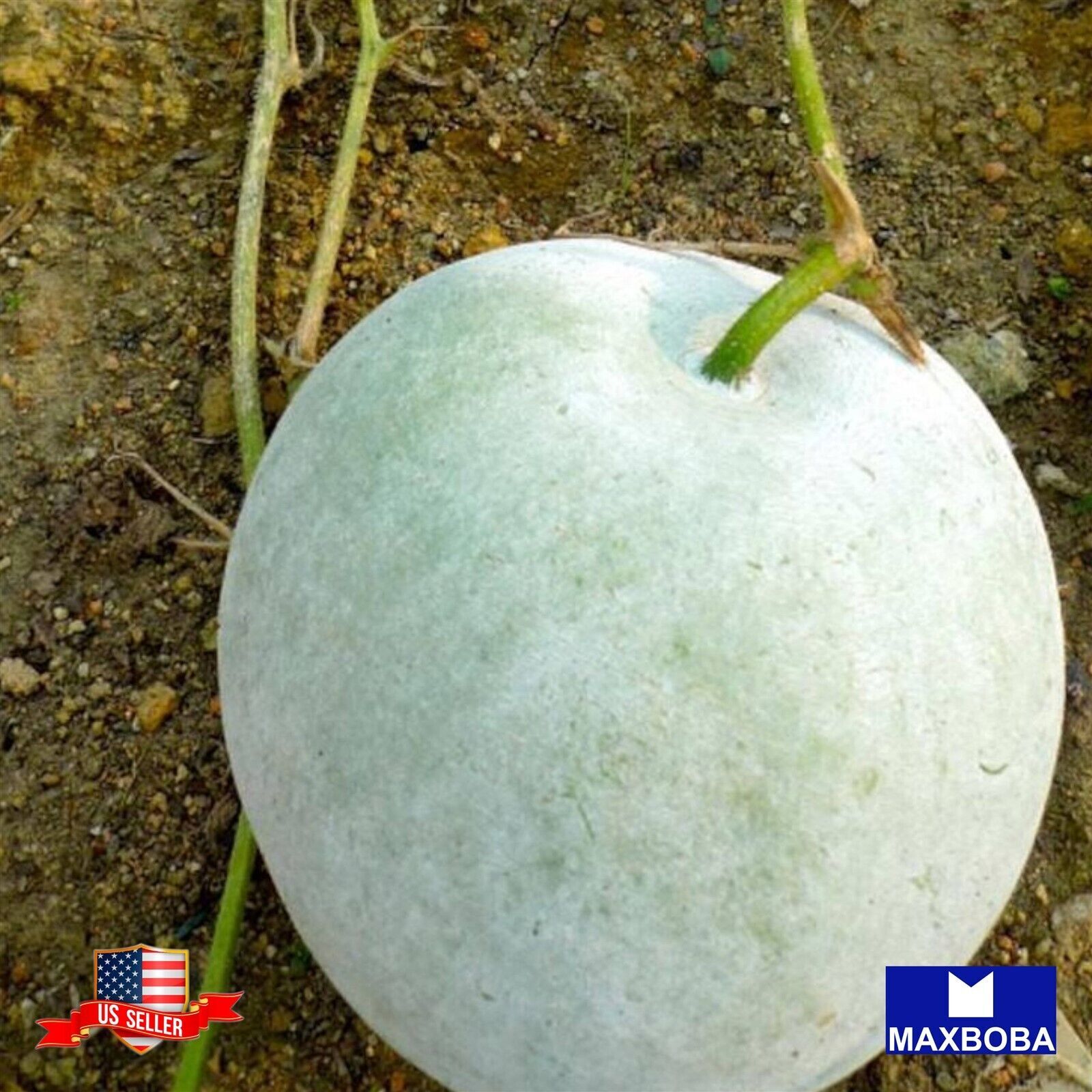 Gourd Seeds Oblong Heirloom Vegetable Non-GMO