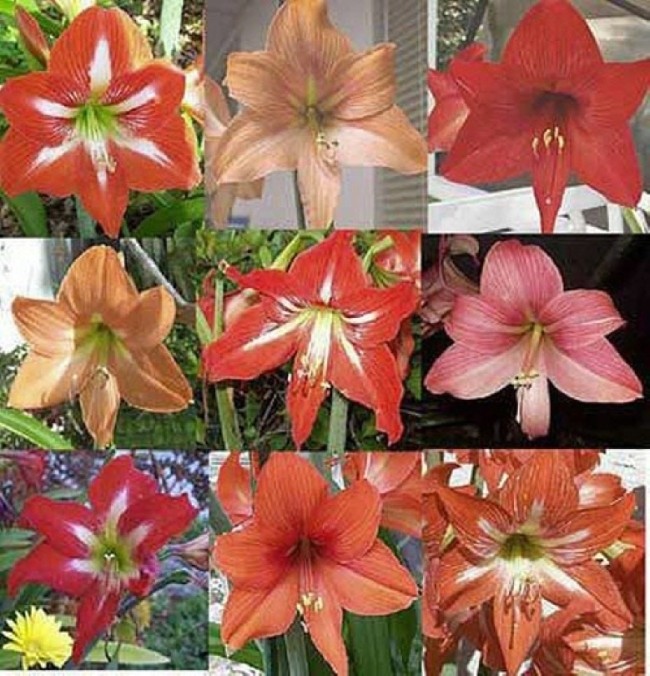 Mixed Variety Amaryllis HIPPEASTRUM Bulbs – 5 Bulbets – Starter Bulbs