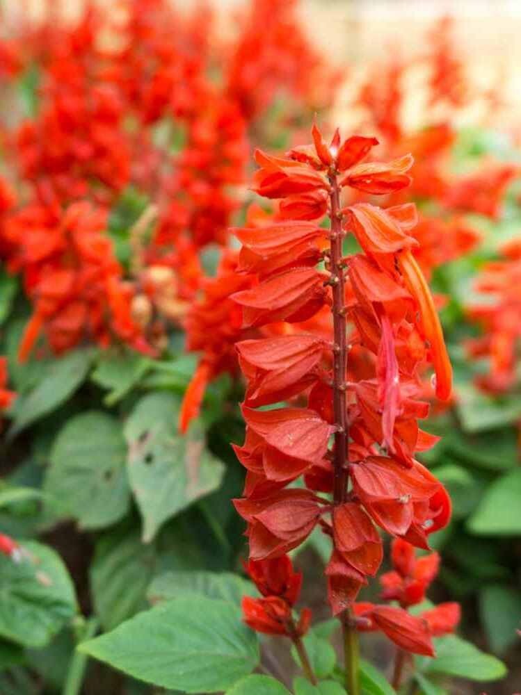 110 seeds| Red Scarlet sage (Salvia coccinea) seeds #6007