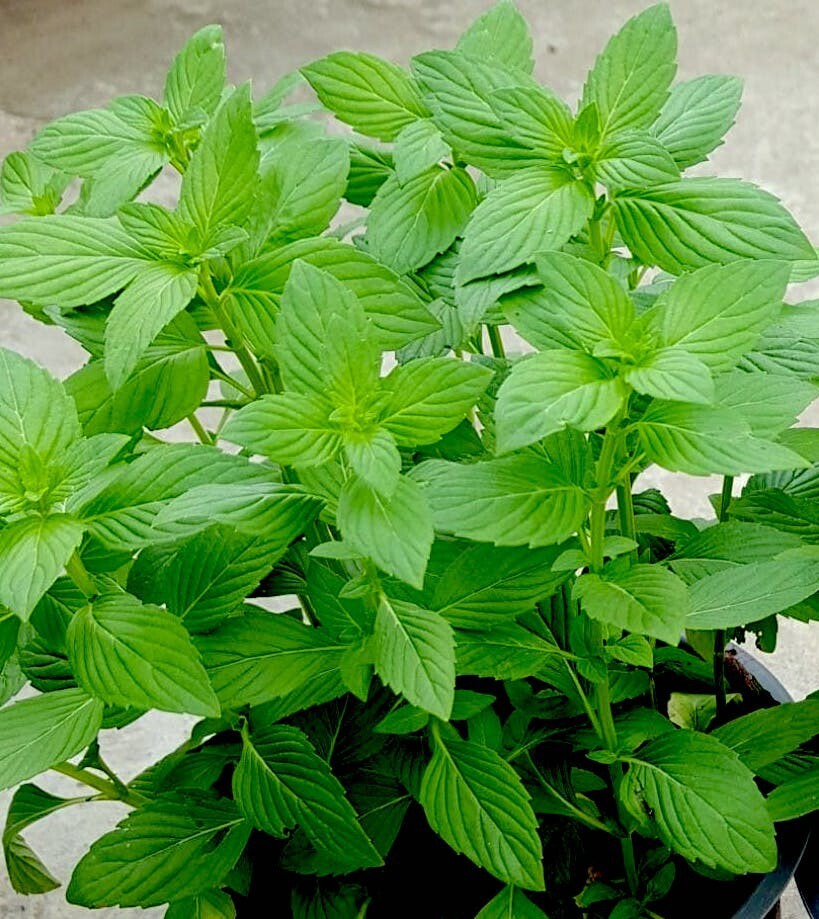 500 SEEDS – Ocimum Basil Seed. Hạt Giống Rau Thơm. É Trắng – STAMP SHIPPING
